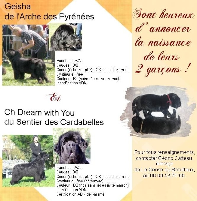 De La Cense Du Broutteux - Les chiots sont arrivés